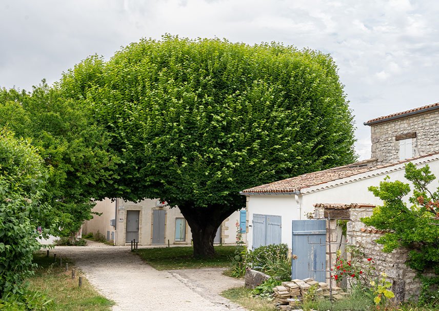Saint Xandre - Constructeur